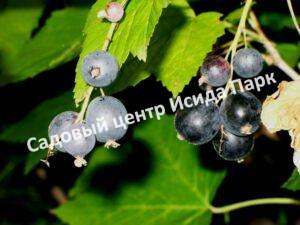 Смородина черная дикуша Охта, Алданский виноград (Ribes dikuscha)