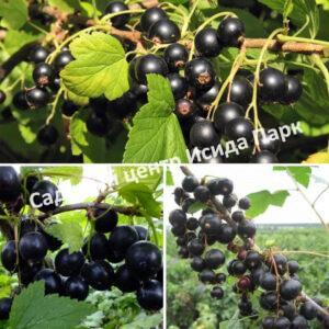Смородина черная Для внучат (For grandchildren)