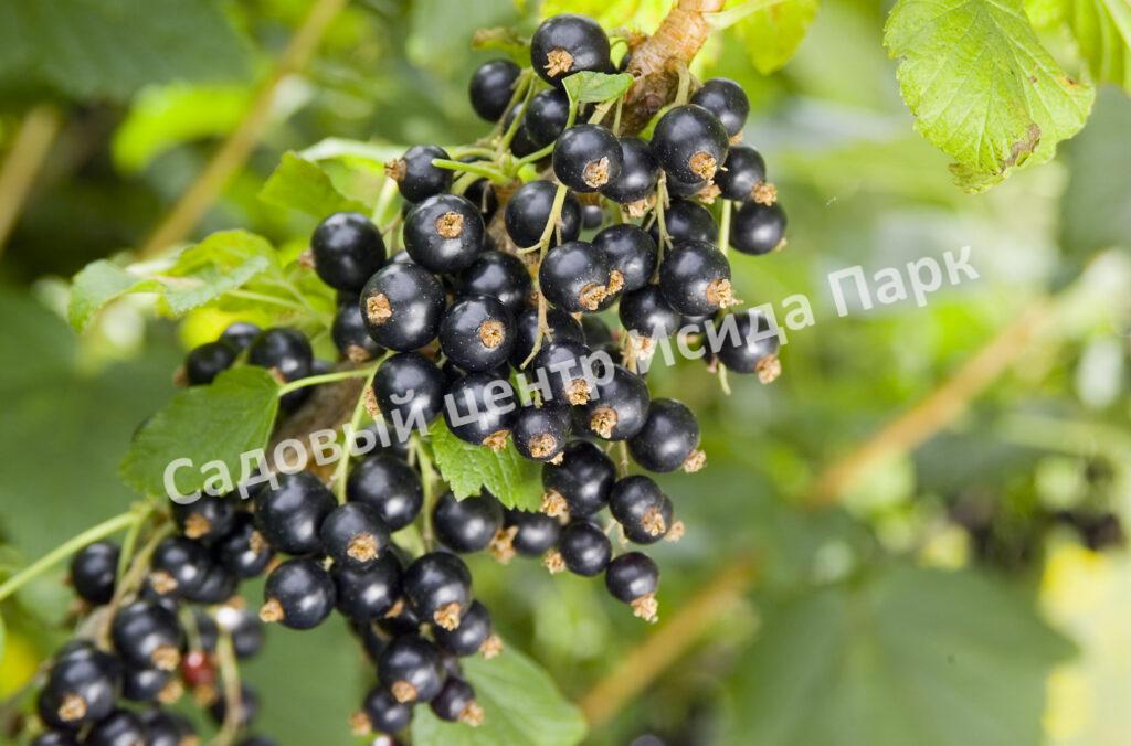 Смородина черная Душистая (Fragrant)