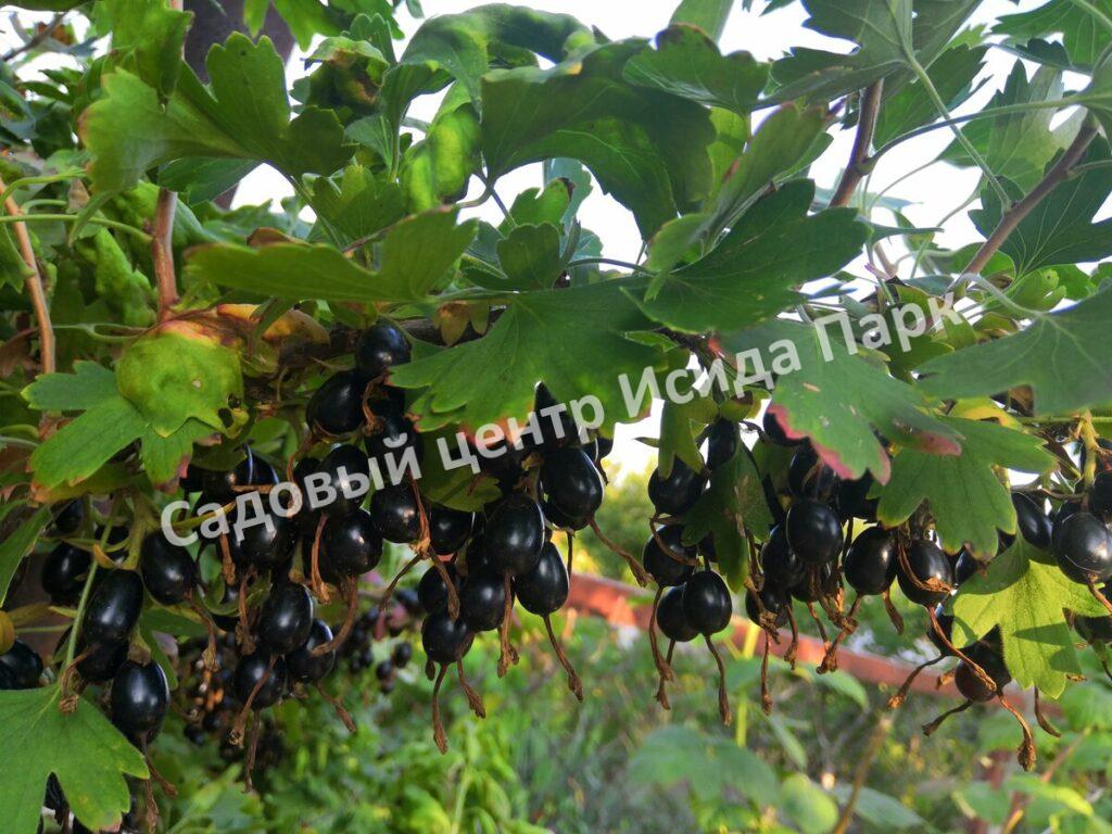 Смородина черная Душистая (Fragrant)