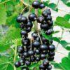 Смородина черная Душистая (Fragrant) 5