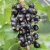 Смородина черная Душистая (Fragrant) 1