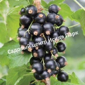 Смородина черная Душистая (Fragrant)