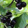 Смородина черная Душистая (Fragrant) 7