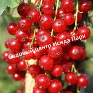 Смородина красная Газель (Gazelle)