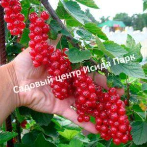 Смородина красная Гиганта (The Giant)