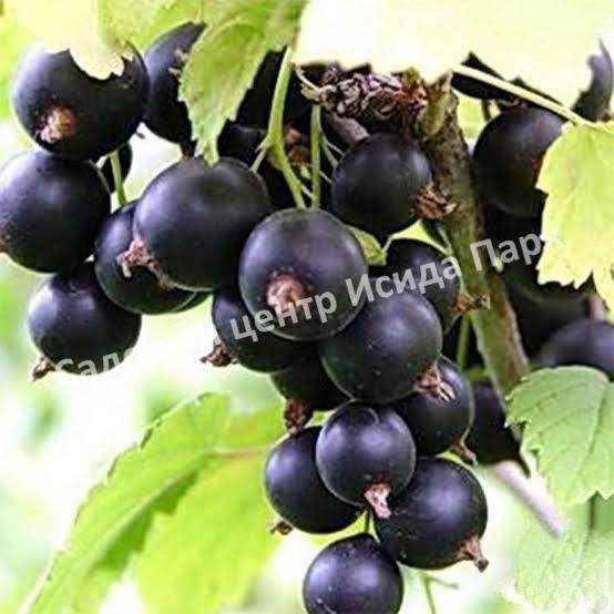 Смородина черная Глариоза (Glariosis) Смородина черная Глариоза (Glariosis)