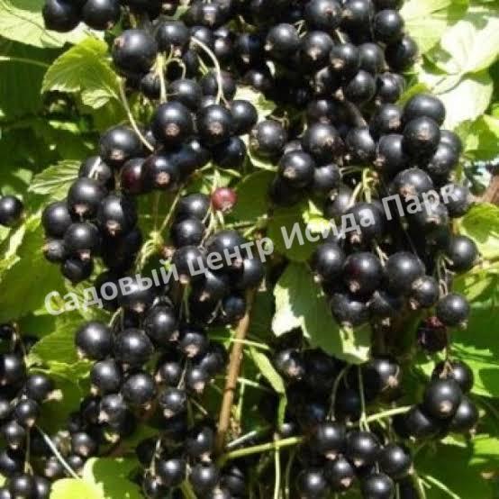 Смородина черная Глариоза (Glariosis) Смородина черная Глариоза (Glariosis)