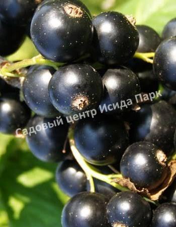 Смородина черная Глариоза (Glariosis) Смородина черная Глариоза (Glariosis)