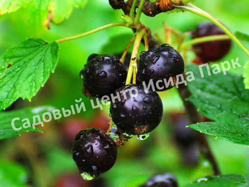 Смородина черная Глариоза (Glariosis) Смородина черная Глариоза (Glariosis)