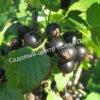 Смородина черная Грация (Gratsiya) 1