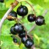 Смородина черная Грация (Gratsiya) 5