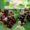 Смородина красная Гранатовая (Garnet) 3