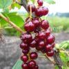Смородина красная Гранатовая (Garnet) 2