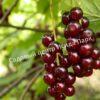 Смородина красная Гранатовая (Garnet) 4
