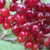 Смородина красная Гранатовая (Garnet) 5