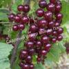 Смородина красная Гранатовая (Garnet) 1