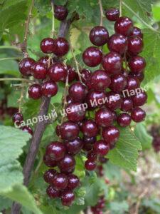 Смородина красная Гранатовая (Garnet)