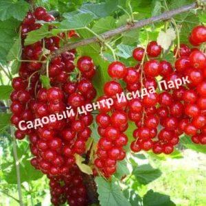 Смородина красная Императрица (The Empress)