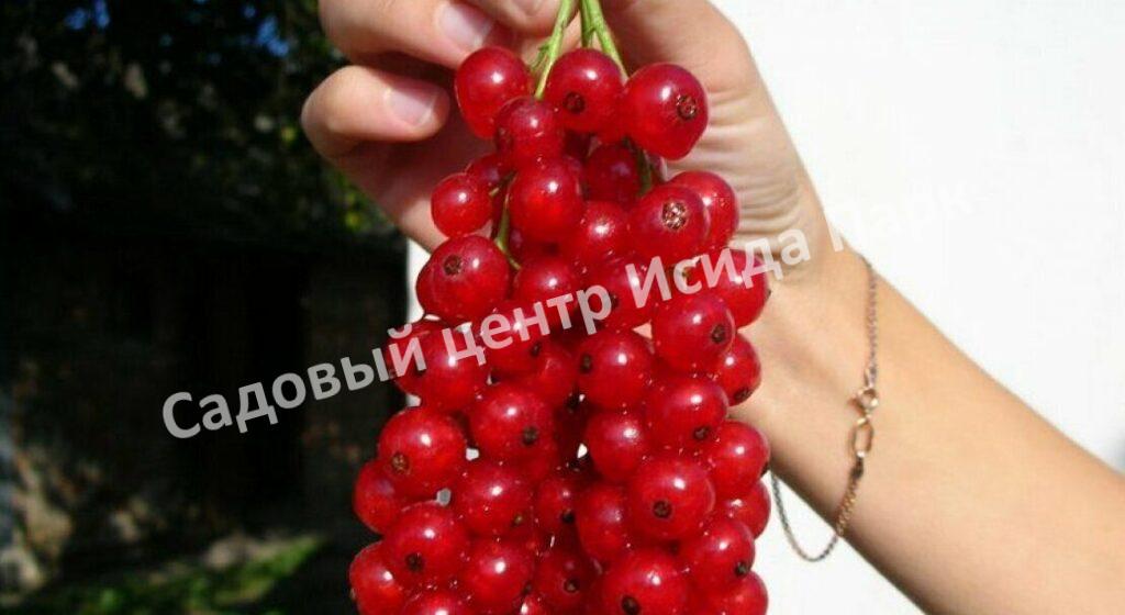 Смородина красная Императрица (The Empress)