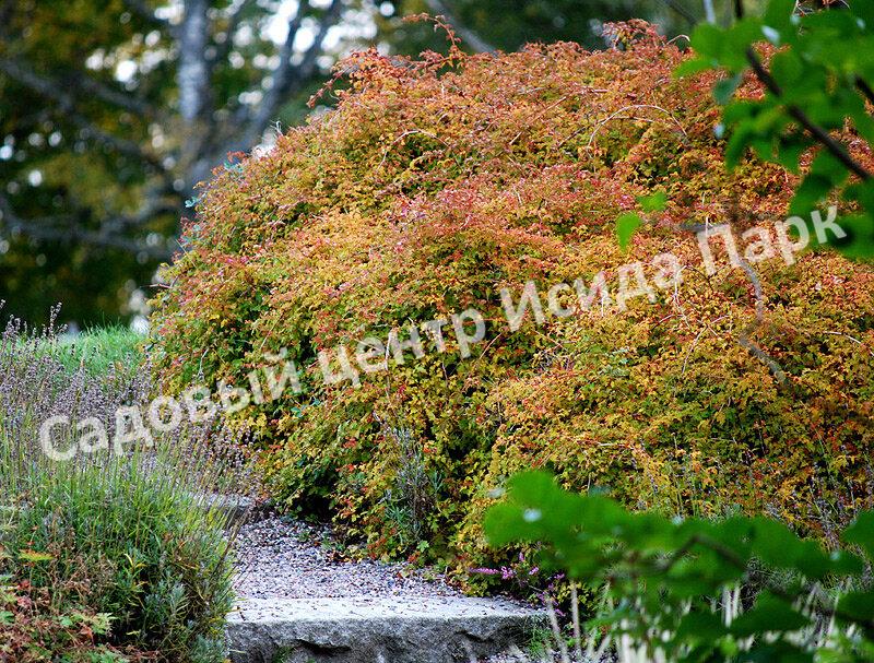 Смородина красная Железистая (Glandular) Смородина красная Железистая (Glandular)