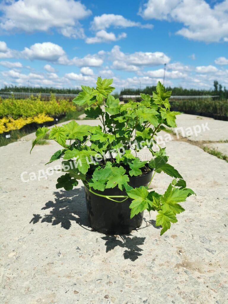 Смородина красная Железистая (Glandular)