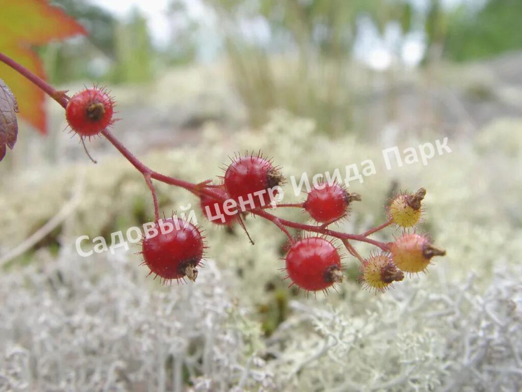 Смородина красная Железистая (Glandular)