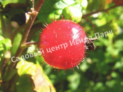 Смородина красная Железистая (Glandular) Смородина красная Железистая (Glandular)