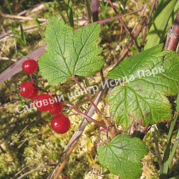 Смородина красная Железистая (Glandular) Смородина красная Железистая (Glandular)