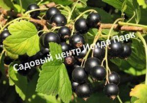 Смородина черная Июньская (June)