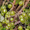Смородина черная Изумрудное ожерелье (Emerald Necklace) 3