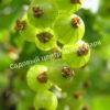 Смородина черная Изумрудное ожерелье (Emerald Necklace) 5