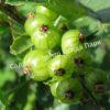 Смородина черная Изумрудное ожерелье (Emerald Necklace) 6