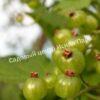 Смородина черная Изумрудное ожерелье (Emerald Necklace) 7