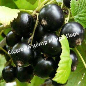 Смородина черная Кармелита (Carmelita)