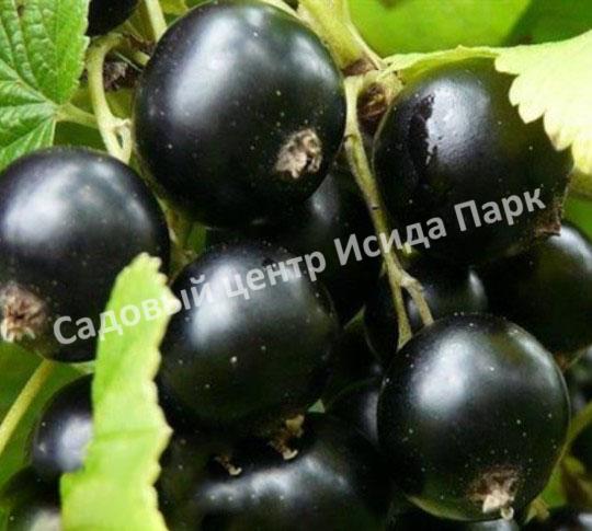 Смородина черная Кипиана (Kipiana) Смородина черная Кипиана (Kipiana)