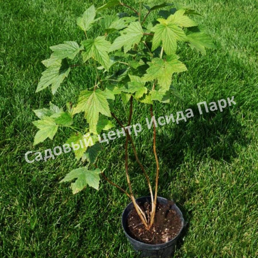 Смородина черная Кипиана (Kipiana) Смородина черная Кипиана (Kipiana)