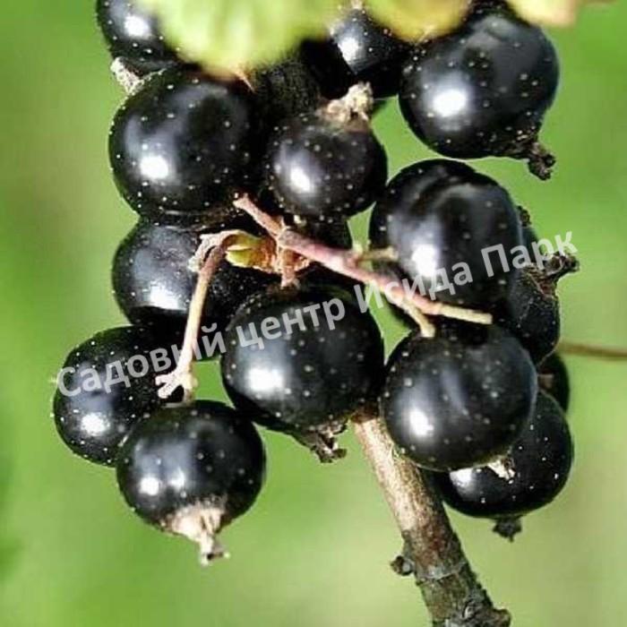 Смородина черная Кипиана (Kipiana) Смородина черная Кипиана (Kipiana)