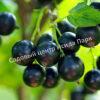 Смородина черная Кипиана (Kipiana) 7