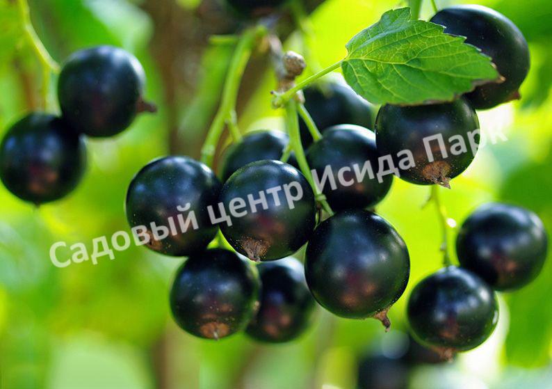 Смородина черная Кипиана (Kipiana) Смородина черная Кипиана (Kipiana)