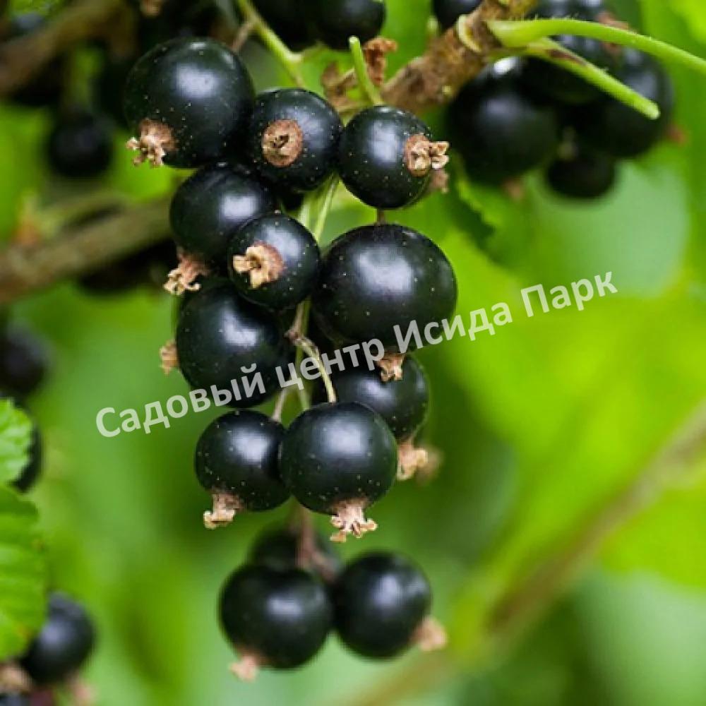 Смородина черная Кипиана (Kipiana) Смородина черная Кипиана (Kipiana)