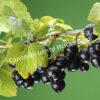 Смородина черная Кудмиг (Kudmig) 3