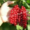Смородина красная Кузьмина (Kuzmina) 7