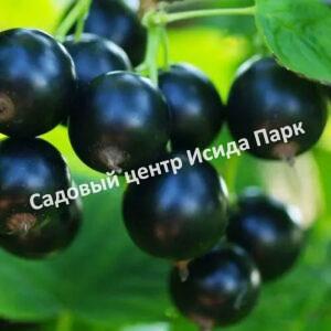 Смородина черная Ладушка (Okay)