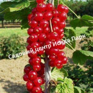 Смородина красная Лидер (Leader)