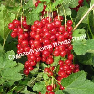 Смородина красная Лучезарная (Radiant)