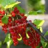Смородина красная Лучезарная (Radiant) 2