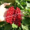 Смородина красная Лучезарная (Radiant) 4