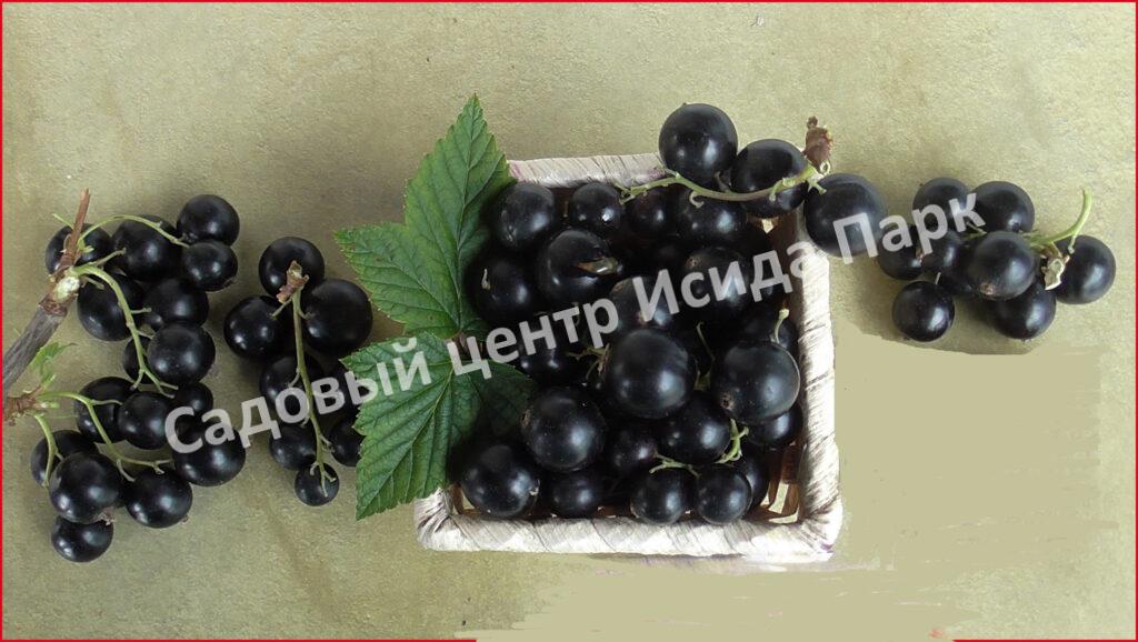 Смородина черная Лючия, Лучия (Lucia)