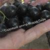 Смородина черная Лючия, Лучия (Lucia) 7